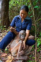 Bornean Orangutan (Pongo pygmaeus) cater looking after sick juvenile (approx. five years) during forest exploration and training program. Orangutan Care Center, Borneo, Indonesia.