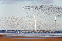 Knot (Calidris canutus) flocks in flight over Liverpool Bay with wind turbine in the background Liverpool Bay, UK, November