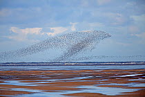 Knot (Calidris canutus) flocks in flight over Liverpool Bay, UK, November