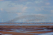 Knot (Calidris canutus) flocks in flight over Liverpool Bay with wind turbine in the background Liverpool Bay, UK, November