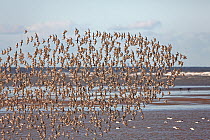 Knot (Calidris canutus) flocks in flight over Liverpool Bay, UK, November