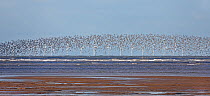 Knot (Calidris canutus) flock in flight over Liverpool Bay with wind turbines in the background, UK, November