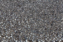 Knot (Calidris canutus) tightly packed flock roosting on shore Liverpool Bay, UK, January