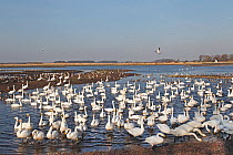 Martin Mere Wildfowl and Wetlands Trust Reserve showing wild bird area with Whooper Swans (Cygnus cygnus) at feeding time Lancashire, UK, February