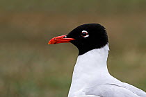 Mediterranean Gull (Larus / Ichthyaetus melanocephalus) close up of head of adult Anglesey, North Wales, UK, July