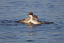 Pintail (Anas acuta) two males fighting, lake Lancashire, UK, February