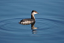 Slavonian Grebe (Podiceps auritus) in winter plumage, swimming on lake, in country park, Staffordshire, UK, February