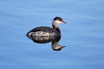 Slavonian Grebe (Podiceps auritus) in winter plumage, swimming on lake, in country park, Staffordshire, UK, February