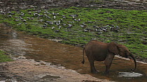 THIS VIDEO CLIP WILL BE AVAILABLE TO VIEW ONLINE SOON. TO VIEW NOW, PLEASE CONTACT US. - African forest elephant (Loxodonta africana cyclotis) drinking from a mineral pool, with flock of Congo african...