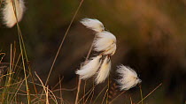 Cotton grass (Eriophorum) moving in the wind, Coigach / Assynt Scottish Wildlife Trust Reserve, Sutherland, Highlands, Scotland, UK, June.