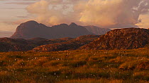 Wide shot of Cotton grass (Eriophorum) moving in the wind at sunset, with Suilven in the background, Coigach / Assynt Scottish Wildlife Trust Reserve, Sutherland, Highlands, Scotland, UK, June.