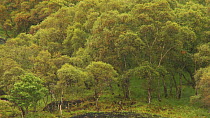 Silver birch trees (Betula pendula) moving in the wind, Coigach / Assynt Scottish Wildlife Trust Reserve, Sutherland, Highlands, Scotland, UK, June.