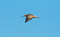 Bar-tailed Godwit (Limosa lapponica) adult male in flight, Finland, May