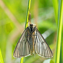 Black-veined Moth (Siona lineata) caught by a spider, Finland, June