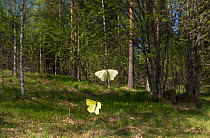 Brimstone (Gonepteryx rhamni) male and female butterflies in flight, Finland, May