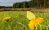 Brimstone (Gonepteryx rhamni) feeding on Dandelion flower, Finland, September