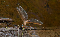 Brown hawker dragonfly (Aeshna grandis) female laying eggs into water, with two River skaters  (Gerris najas) on surface, Finland, August
