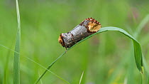 Buff-tip moth (Phalera bucephala) resting on leaf, Finland, June