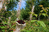 Camberwell Beauty (Nymphalis antiopa) on Rosebay Willowherb (Chamerion angustifolium), September