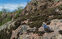 Chequered blue butterfly (Scolitantides orion) in habitat, Finland, May