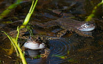 Common frog (Rana temporaria) male calling in the water, Finland, May