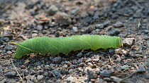 Eyed Hawk-Moth (Smerinthus ocellatus) caterpillar, Finland, August