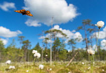 Frigga Fritillary (Boloria frigga) in habitat over cotton grass (Eriophorum) Finland, June