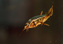 Great diving beetle (Dytiscus) underwater, Finland, October