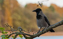 Hooded Crow (Corvus corone cornix) perched on branch, Finland, October