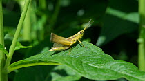 Large gold grasshopper (Chrysochraon dispar)  Finland, July