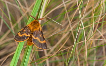 Moth (Lemonia dumi) male on blade of grass, Finland, October