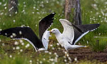 Lesser Black-backed Gull (Larus fuscus) adults fighting, Finland, June
