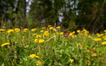 Map butterfly (Araschnia levana) in flight over flowers,  Finland, May