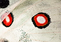 Mountain Apollo (Parnassius apollo) close-up of eye-spots on wing, Finland, July