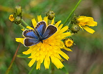 Northern Blue (Plebejus idas) female on hawksbit flower,  Finland, July