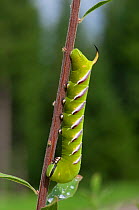 Privet Hawk-Moth (Sphinx ligustri) caterpillar, Finland, August