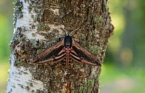 Privet Hawk-Moth (Sphinx ligustri) resting on tree, Finland, June