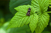 Raspberry Clearwing (Pennisetia hylaeiformis) wasp mimic, Finland, July