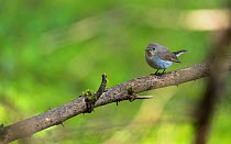 Red-breasted Flycatcher (Ficedula parva) young male, Finland, May