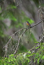 Orange-flanked Bush Robin (Tarsiger cyanurus) young male, Finland, June