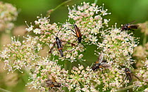 Red-tipped Clearwing Moth (Synanthedon formicaeformis)  adult among a beetle and flies on  Umbellifera (Umberlliferae / Apiacea) flower, Finland, July