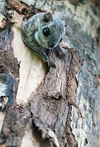 Siberian flying squirrel (Pteromys volans) emerging from hole in tree, Finland, May
