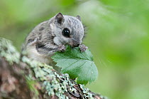 Siberian flying squirrel (Pteromys volans) eating leaves, Finland, May