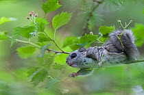 Siberian flying squirrel (Pteromys volans) young one climbing over thin twigs to eat leaves, Finland, May