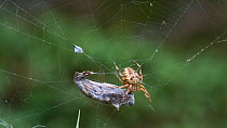 Silver Washed Fritillary butterfly (Argynnis paphia) caught in web of Cross spider (Araneus diadematus) Finland, August