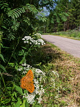 Silver Washed Fritillary (Argynnis paphia) male resting on Umbellifer flower on road verge, Finland, July