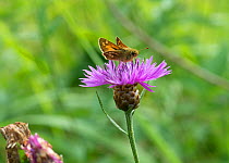 Silver-spotted Skipper (Hesperia comma) male butterfly feeding on thistle flower, Finland, July