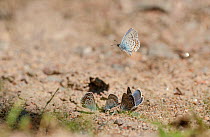 Silver-studded Blue (Plebejus argus) butterflies drinking moisture from sand on hot day, Finland, July