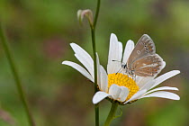Silvery Argus (Aricia nicias) male on Ox-eye daisy (Leucanthemum vulgare), Finland, July