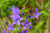 Small Copper (Lycaena phlaeas) on a flower, Finland, June